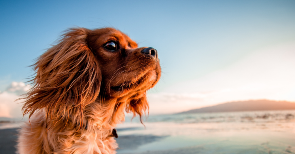 Camping Corse bord de mer Chien accepté