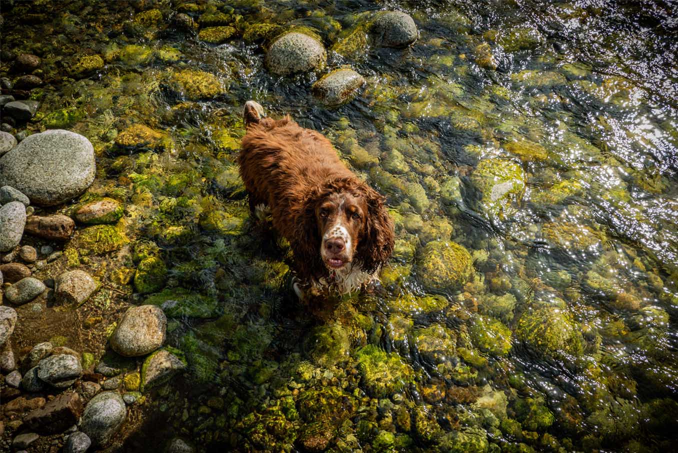 Les piscines naturelles avec chien-accepté