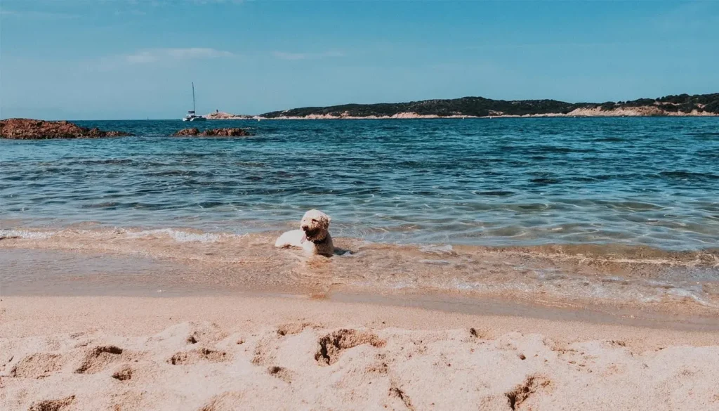 Chien jouant dans la mer sur une plage de Corse où les chiens sont acceptés
