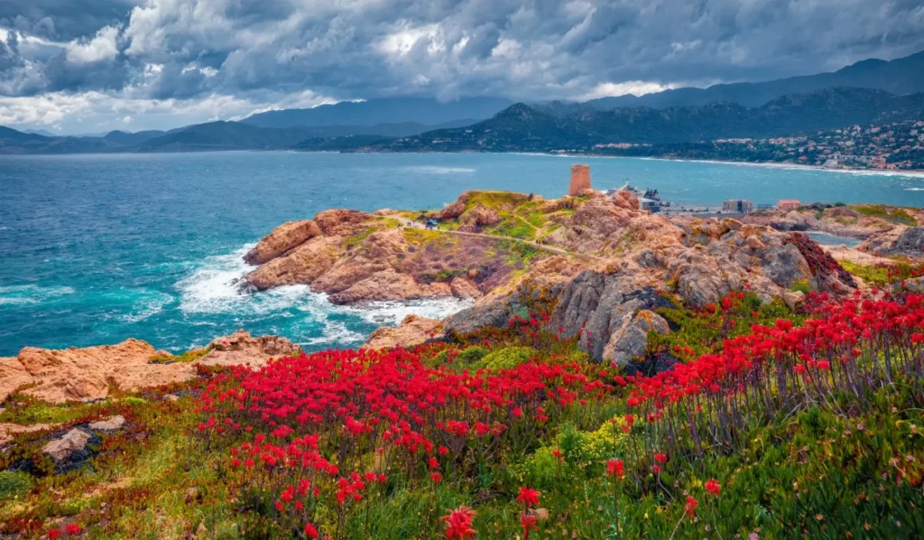 Tour génoise de l’Île Rousse – Histoire et nature au cœur du camping corse bord de mer Tour génoise de l’Île Rousse sur les roches rouges, entourée de fleurs sauvages et de la mer turquoise.