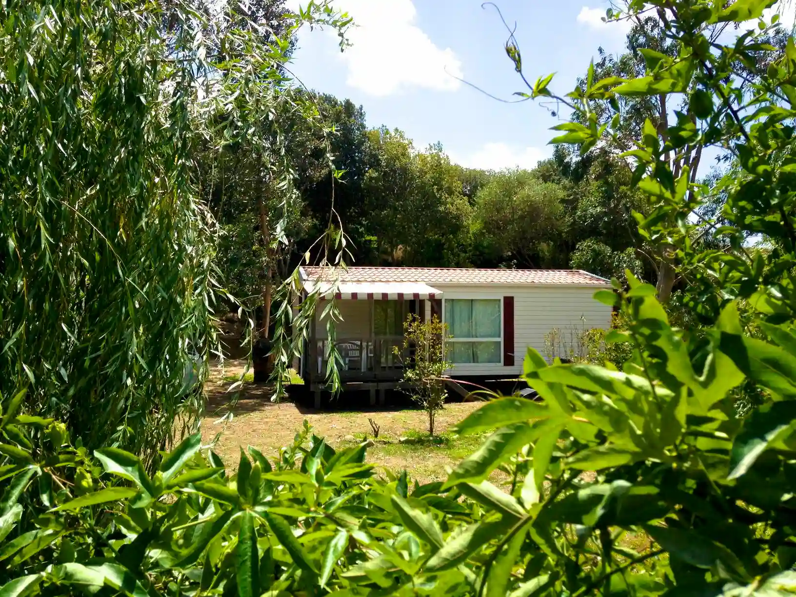 Mobil-home moderne avec terrasse en bois sous l'ombre protectrice d'un grand saule pleureur au Camping Milella.
