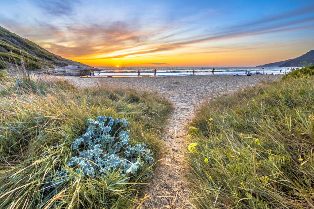 Walking,Trail,Through,Coastal,Vegetation,On,The,Rocky,Coastline,Of Coucher de soleil flamboyant sur une plage sauvage de Corse avec un sentier sablonneux à travers les herbes hautes et les chardons bleus.